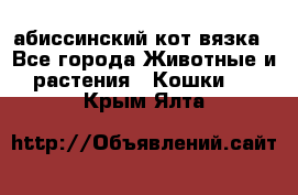 абиссинский кот вязка - Все города Животные и растения » Кошки   . Крым,Ялта